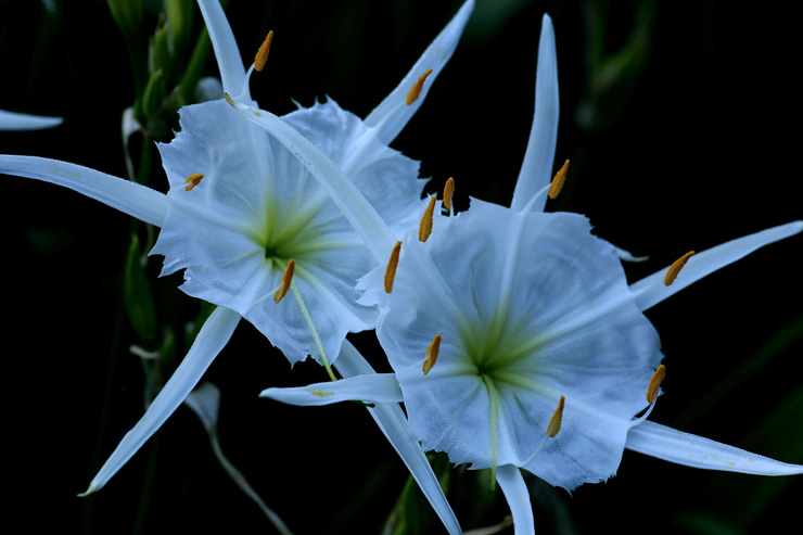 pair of cahaba
          lilies