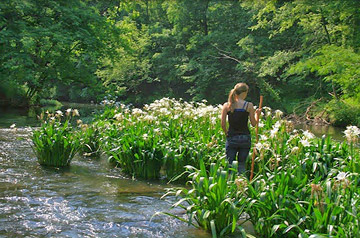 cahaba
              lilies on buck creek in helena
