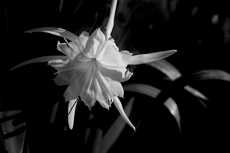 cahaba
          lily