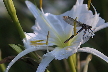 dragon fly on rocky shoals spider lily