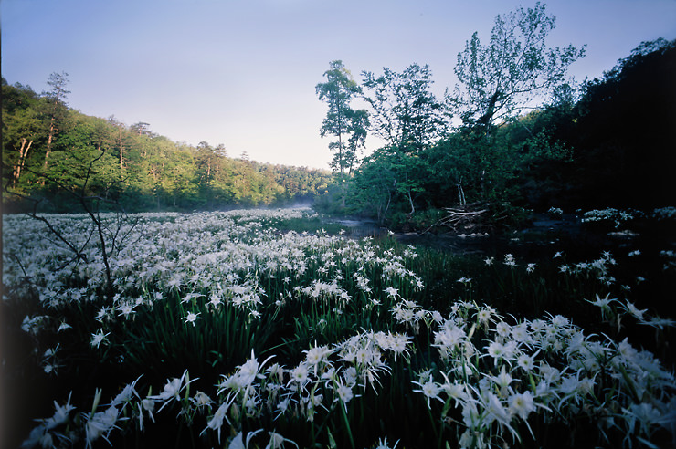 cahaba lilies on
          hatchet creek