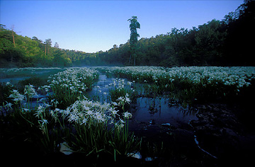 cahaba
              lilies on hatchet creek