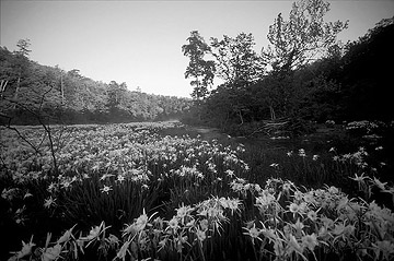 hatchet
              creek shoal lilies