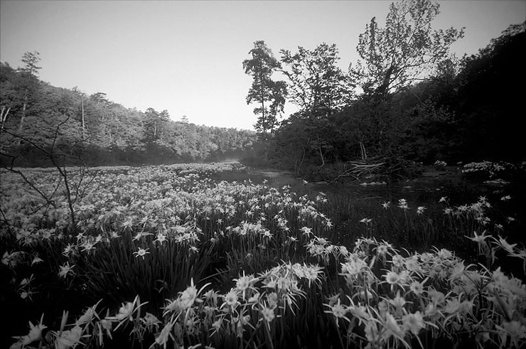 cahaba lilies
          on hatchet creek