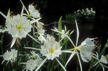 array of
            cahaba lilies