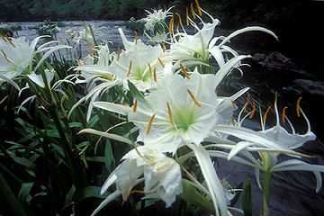 cahaba
            lily on hatchet creek