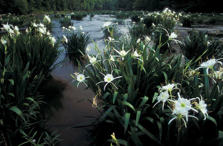 cahaba lilies at
          hargrove shoals