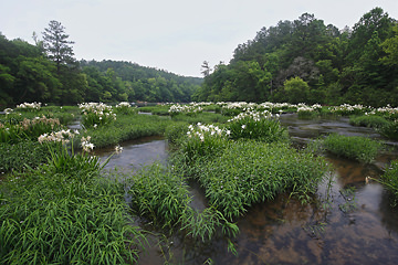 cahaba river
            nwr
