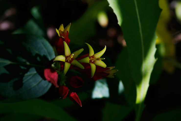 woodland
          pinkroot