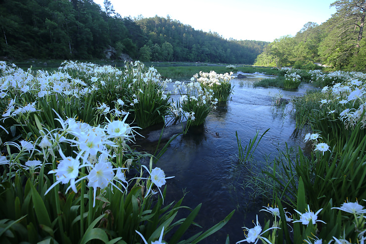 cahaba lilies