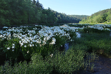 cahaba lilies