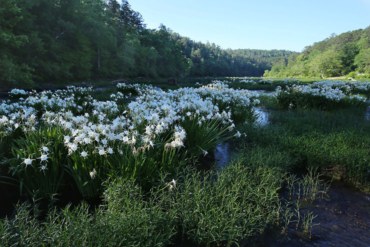 cahaba lilies