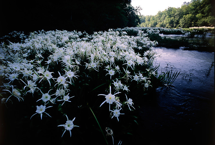 cahaba lilies