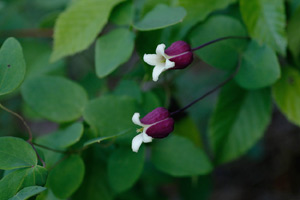Leather Flower
              (Clematis viorna)