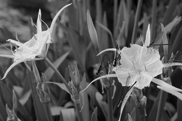 cahaba lilies