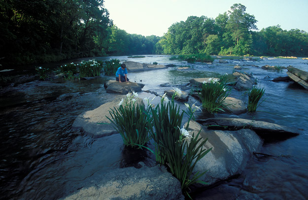 cahaba lilies on the
              tallapoosa river