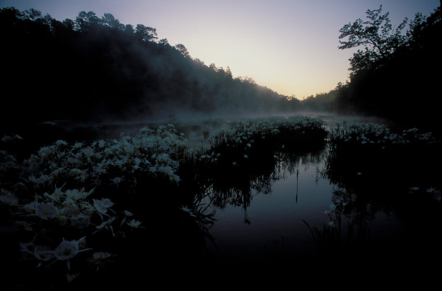 dawn on hatchet creek