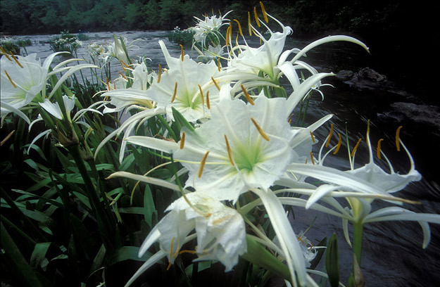 cahaba lilies