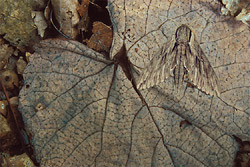 hawk
              moth
