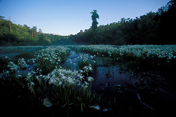 Hatchet Creek
              - Cahaba lilies