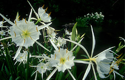 Cahaba
              lilies