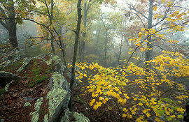 fall colors at Cheaha
              Mountain