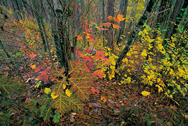 fall colors in
              Talladega National Forest